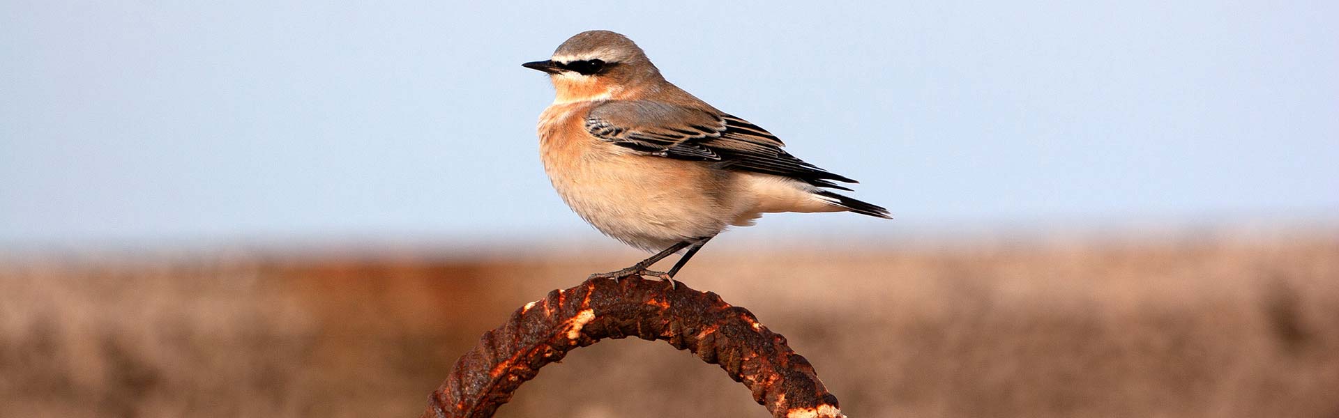 A stonechat migratory bird makes a stopover on Heligoland during its journey to its wintering grounds in Africa.