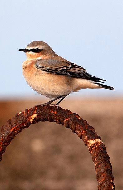 A stonechat migratory bird makes a stopover on Heligoland during its journey to its wintering grounds in Africa.