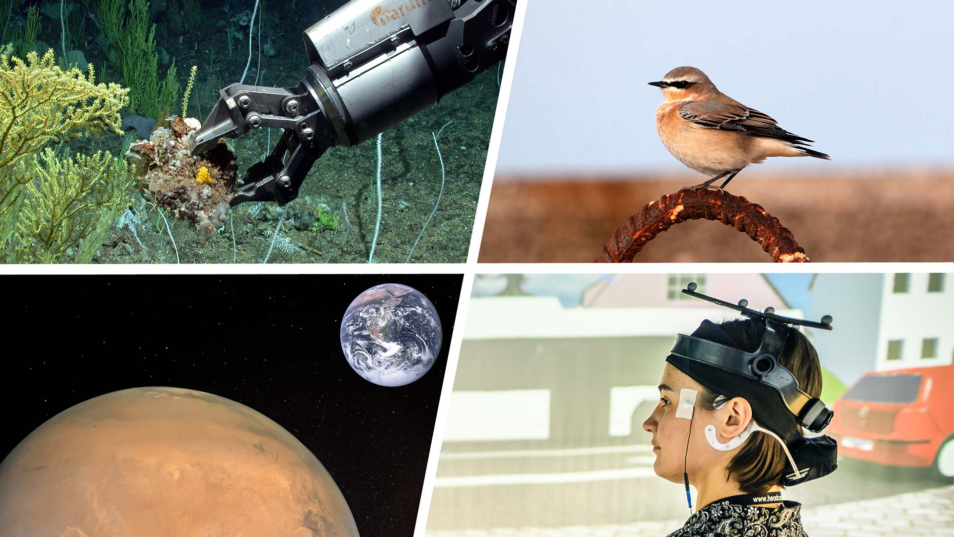 Marine research, animal navigation, materials sciences and technologies and hearing research are the topics of the four approved Clusters of Excellence of the Universities of Bremen and Oldenburg.