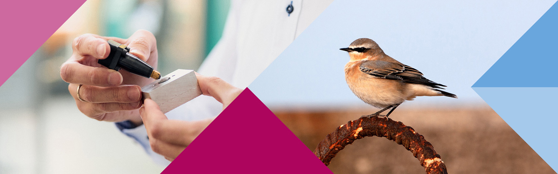 Bildcollage aus zwei Bildern mit farbigen Dreiecken: Links hält eine Person ein Messgerät an ein kleines Metallstück; rechts sitzt ein Steinschmätzer Zugvogel auf einem rostigen Metallring.