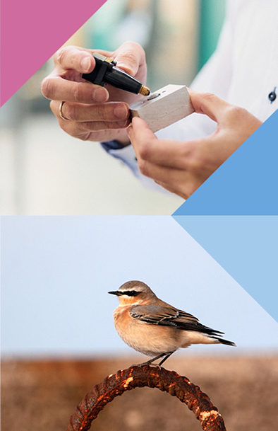 Bildcollage aus zwei Bildern mit farbigen Dreiecken: Oben hält eine Person ein Messgerät an ein kleines Metallstück; unten sitzt ein Steinschmätzer Zugvogel auf einem rostigen Metallring.