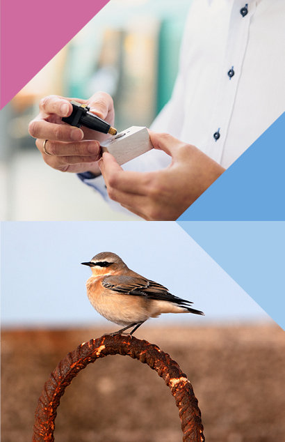 Bildcollage aus zwei Bildern mit farbigen Dreiecken: Oben hält eine Person ein Messgerät an ein kleines Metallstück; unten sitzt ein Steinschmätzer Zugvogel auf einem rostigen Metallring.