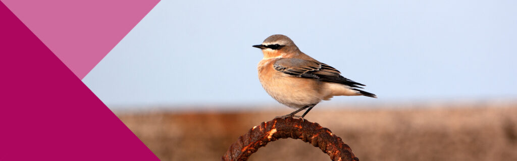 Ein Steinschmätzer Zugvogel macht Zwischenstation auf Helgoland während seiner Reise in sein Überwinterungsgebiet in Afrika.