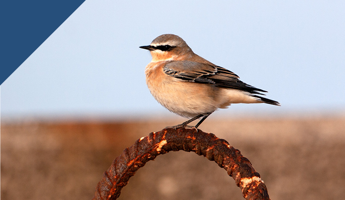 Ein Steinschmätzer Zugvogel macht Zwischenstation auf Helgoland während seiner Reise in sein Überwinterungsgebiet in Afrika.