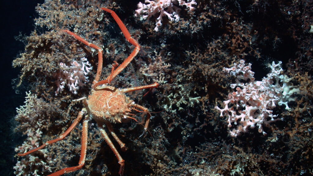 Eine Tiefsee-Krabbe sitzt auf Korallen