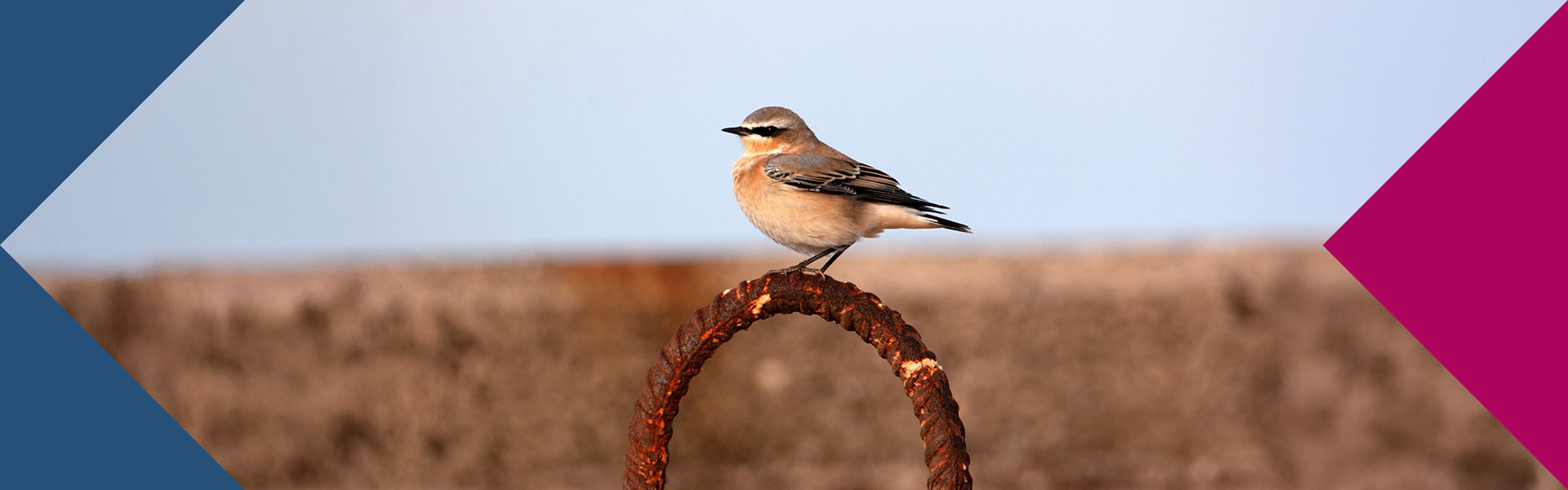 Ein Steinschmätzer Zugvogel macht Zwischenstation auf Helgoland während seiner Reise in sein Überwinterungsgebiet in Afrika.